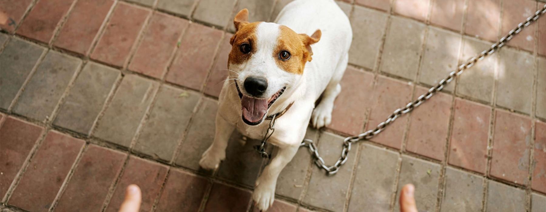 a dog on a leash being walked by a person